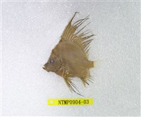 藏品(帆鰭魚)的圖片